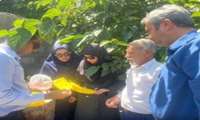 بازدید کارشناسان مدیریت حفظ نباتات از باغات دهستان میجان برای پایش آفات باغی